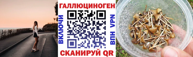 Галлюциногенные грибы Cubensis  Таштагол 